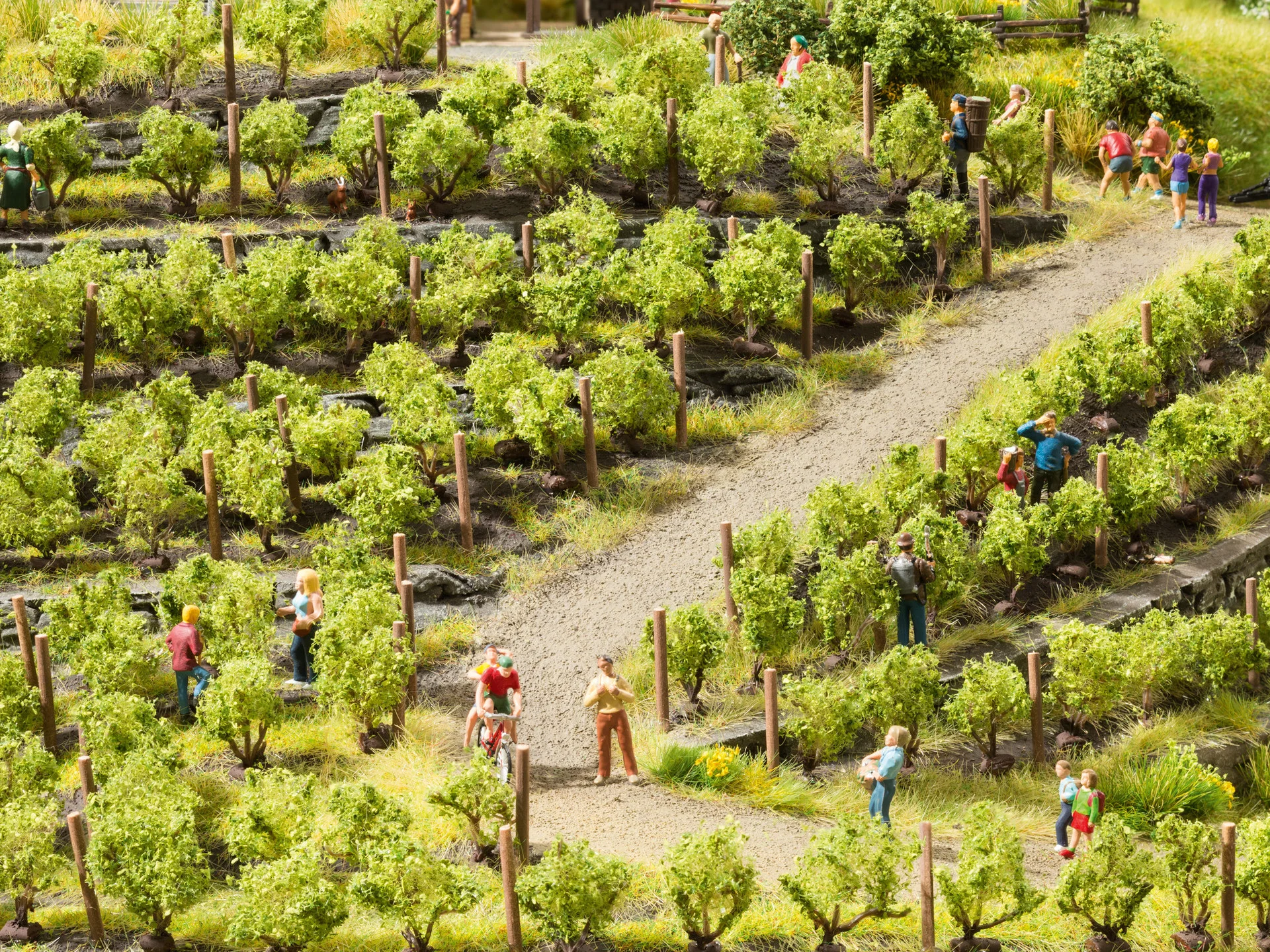 NOCH 21545 Weinreben 24 Rebstöcken
