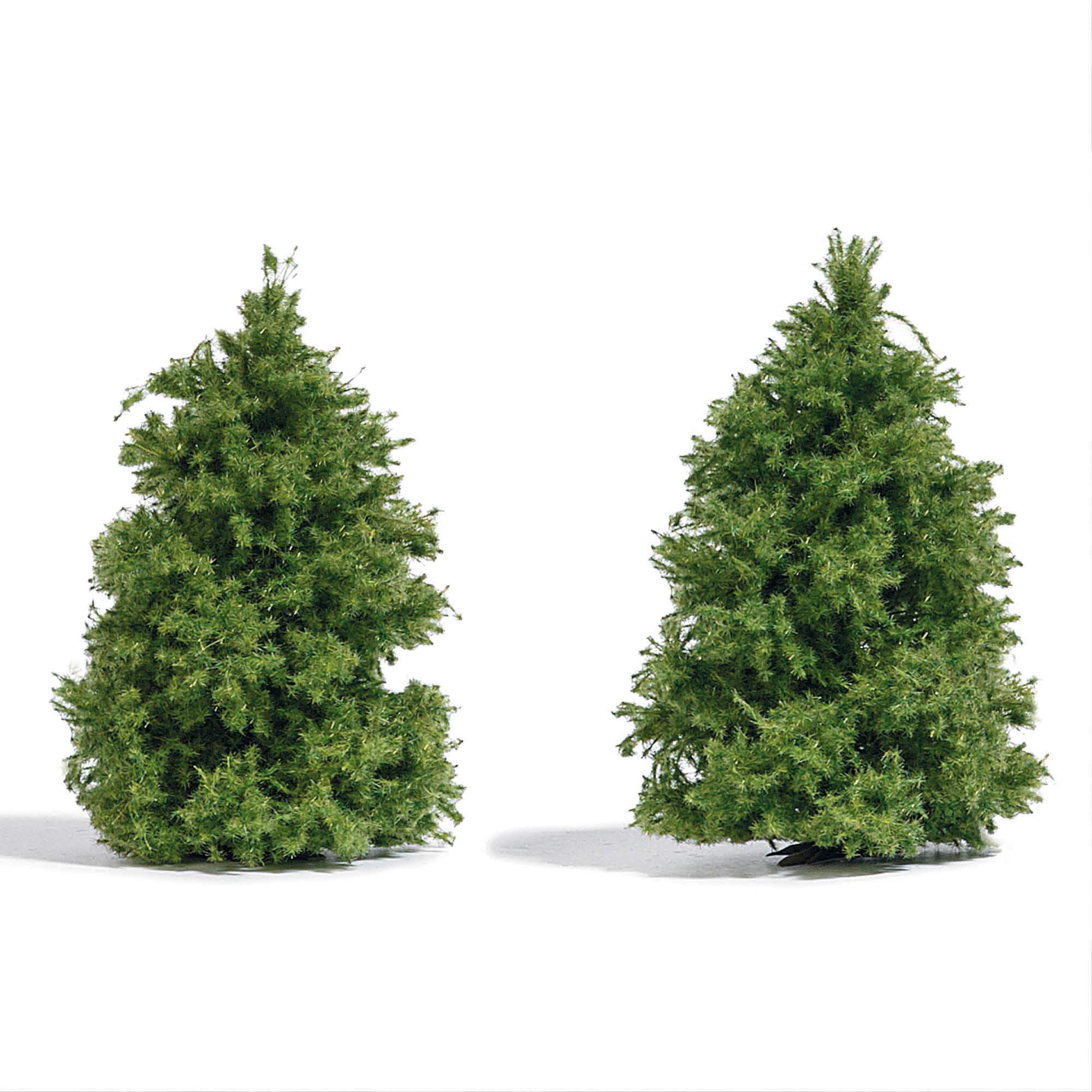 Busch 6122 2 Lärchen 60 mm