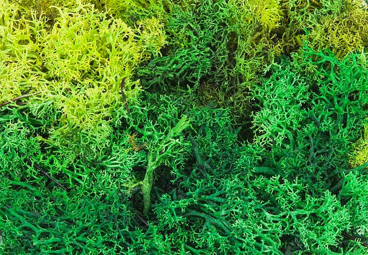 Faller 170729 Islandmoos, gemischt, grün, 50 g