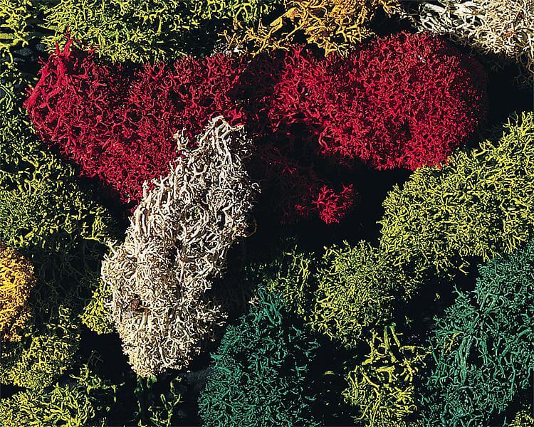 Faller 170730 Islandmoos, gemischt verschiedene Farben 80 g