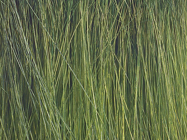 NOCH Schilfgras-Sortiment 