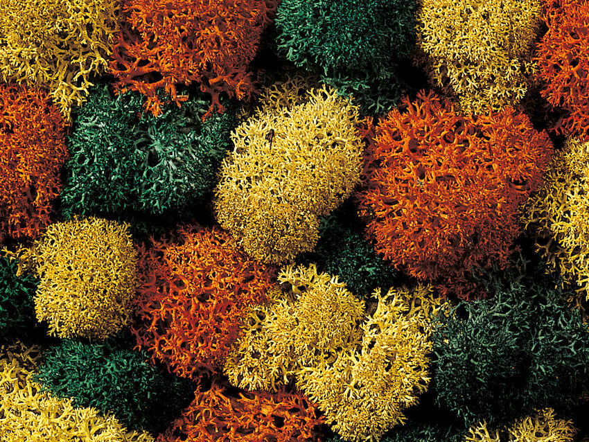 NOCH 08630 Dekormoos herbstlich