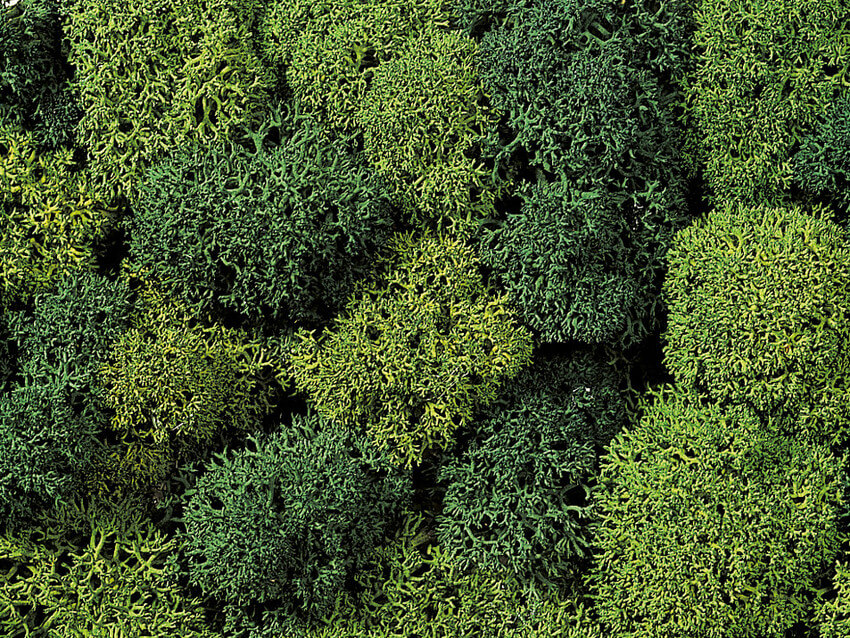 NOCH 08610 Dekormoos hell- und dunkelgrün